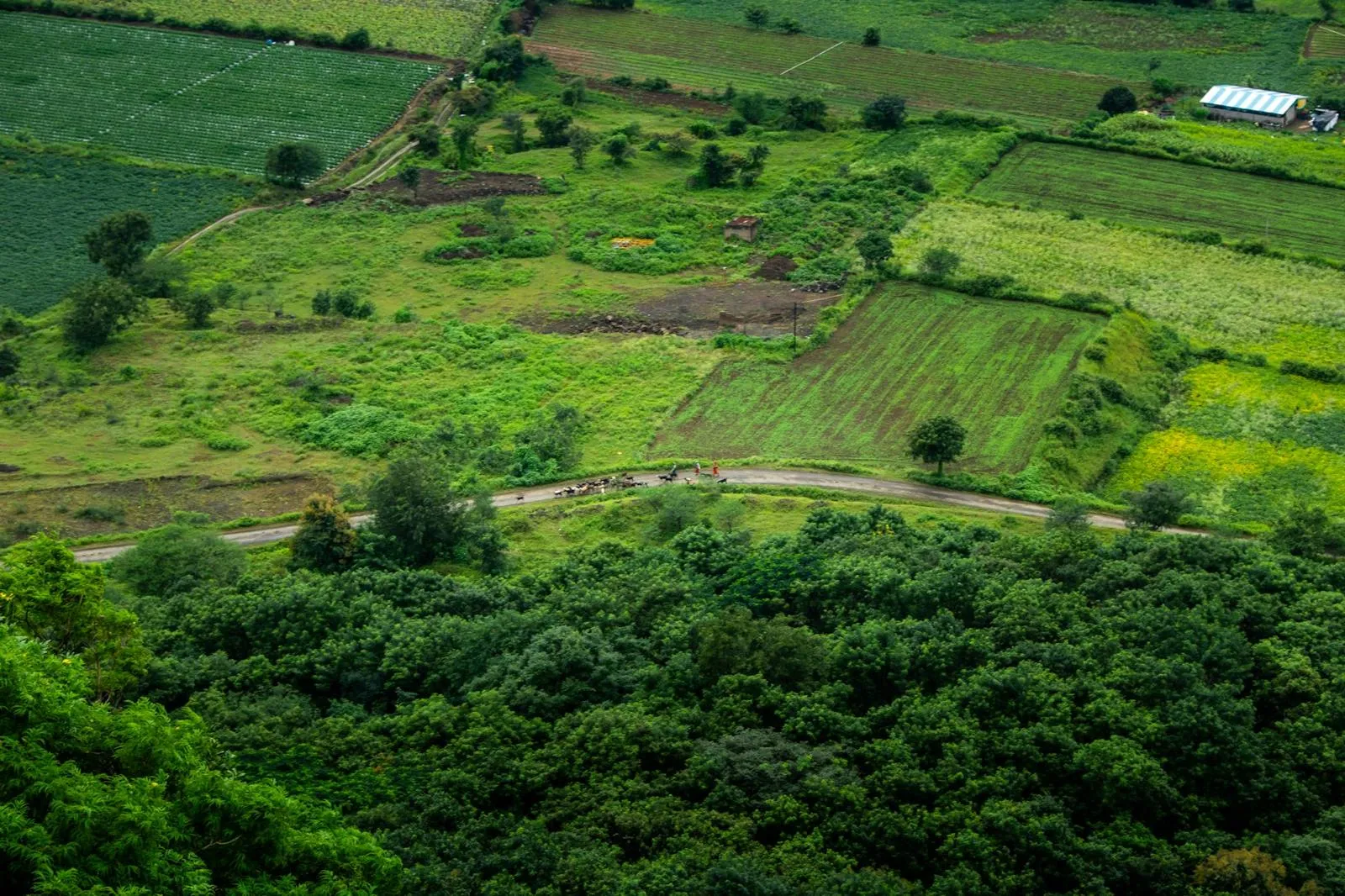 Aerial view of green farm fields and forest