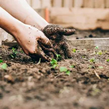 Hands planting seedlings in soil