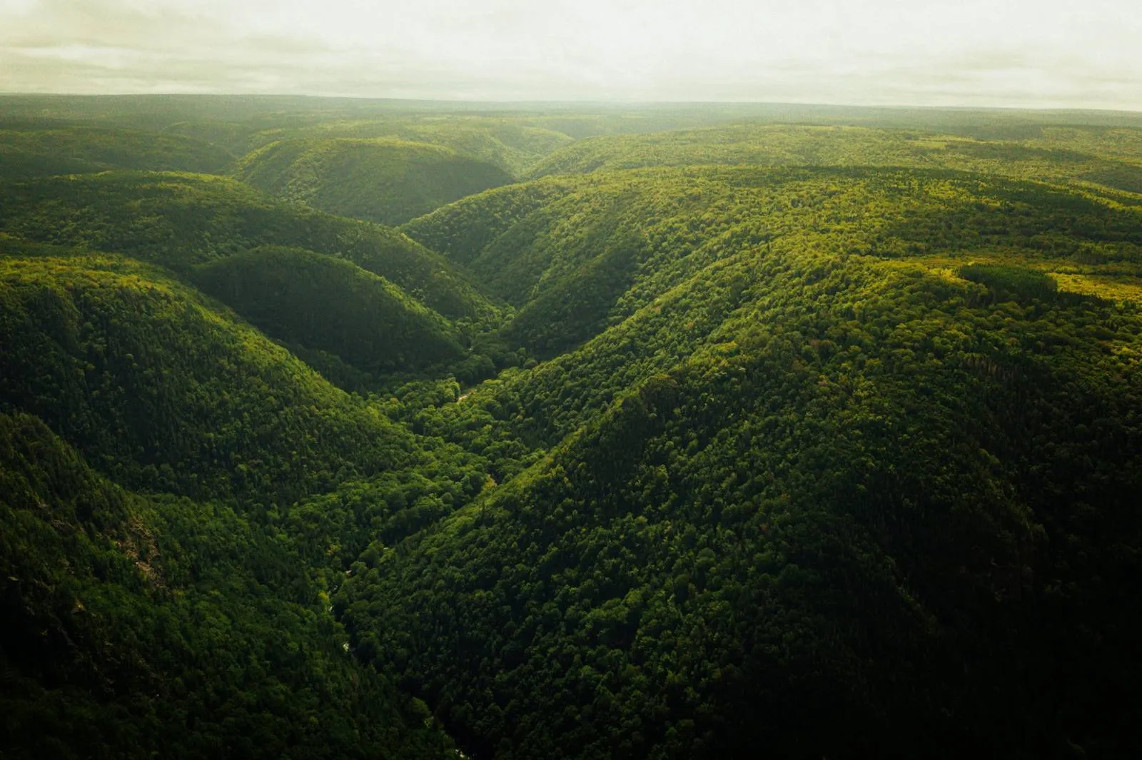 A forested valley with a river winding between green hills, seen from above